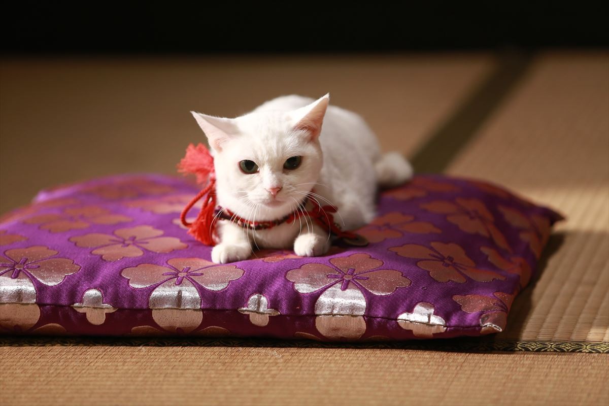 映画『猫侍』萌える新ビジュアル解禁！ 白猫・玉之丞＆黒猫とのラブラブ写真も公開