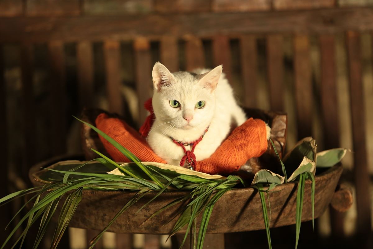 映画『猫侍』萌える新ビジュアル解禁！ 白猫・玉之丞＆黒猫とのラブラブ写真も公開