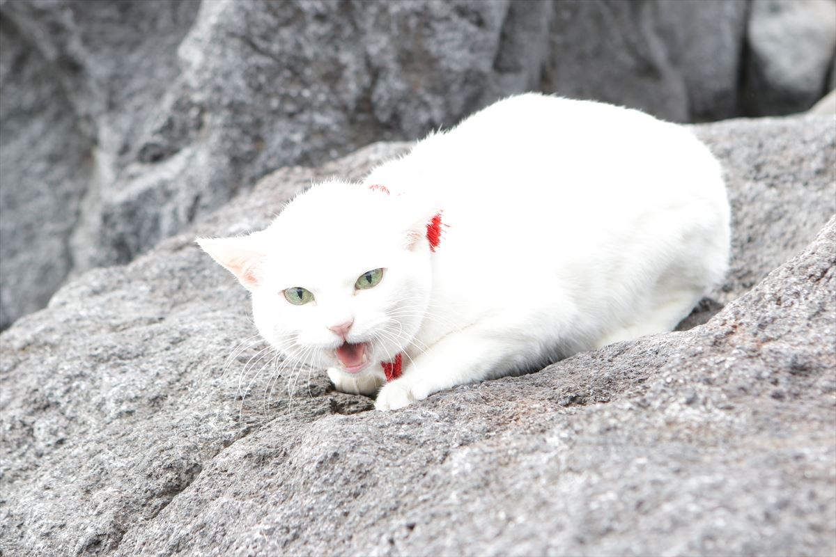 映画『猫侍』萌える新ビジュアル解禁！ 白猫・玉之丞＆黒猫とのラブラブ写真も公開