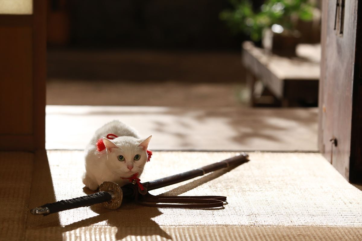 映画『猫侍』萌える新ビジュアル解禁！ 白猫・玉之丞＆黒猫とのラブラブ写真も公開