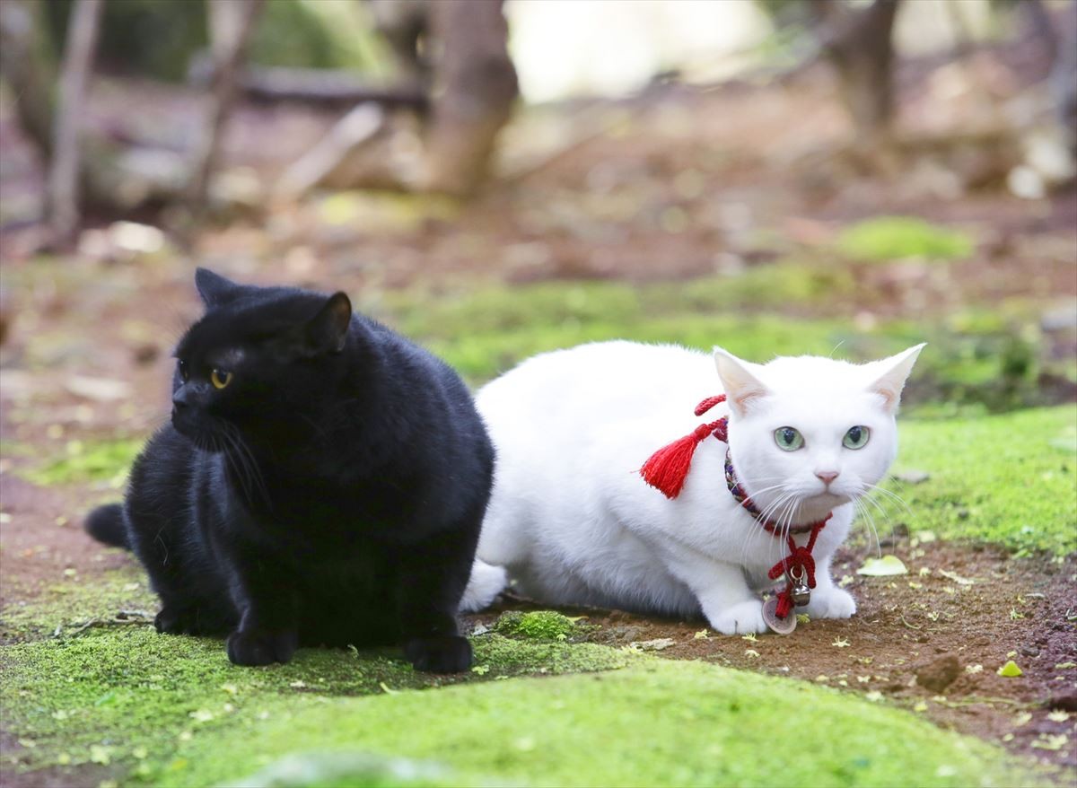 映画『猫侍』萌える新ビジュアル解禁！ 白猫・玉之丞＆黒猫とのラブラブ写真も公開