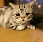 悲しげな顔の猫