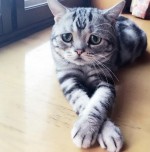 悲しげな顔の猫