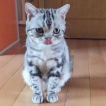 悲しげな顔の猫