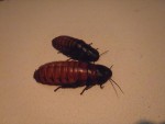 「夏だ！ゴキだ!!　ごきぶり展」　マダガスカルオオゴキブリ