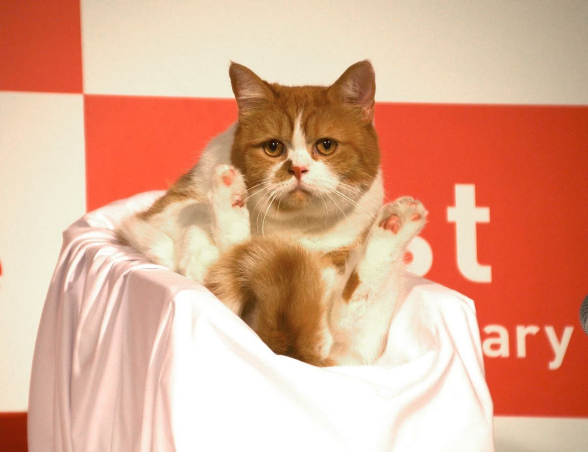 人気ねこ “ふてニャン” 篠崎愛の谷間に釘付け　渡辺直美、無視される