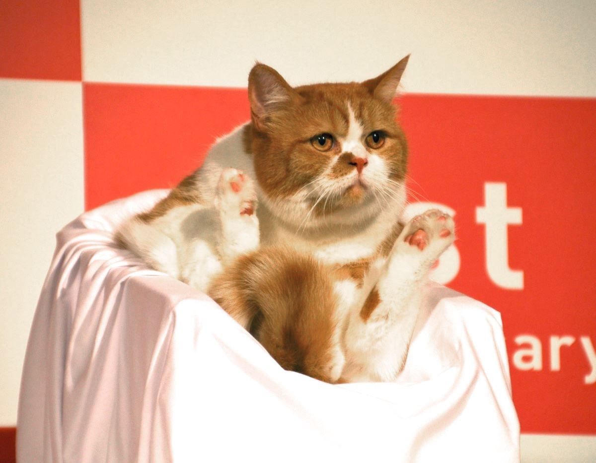 人気ねこ “ふてニャン” 篠崎愛の谷間に釘付け　渡辺直美、無視される
