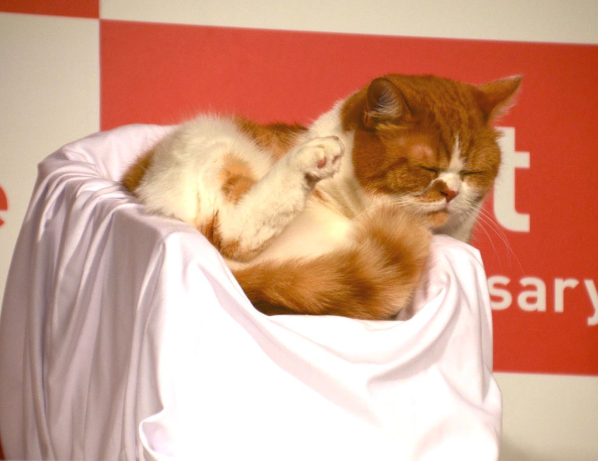 人気ねこ “ふてニャン” 篠崎愛の谷間に釘付け　渡辺直美、無視される