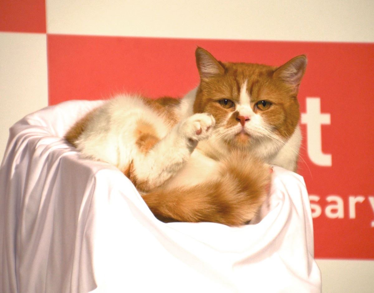 人気ねこ “ふてニャン” 篠崎愛の谷間に釘付け　渡辺直美、無視される