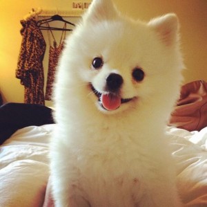 ＜動画＞まるでアニメ！可愛いワンちゃん、ビックリなくしゃみがクセになる