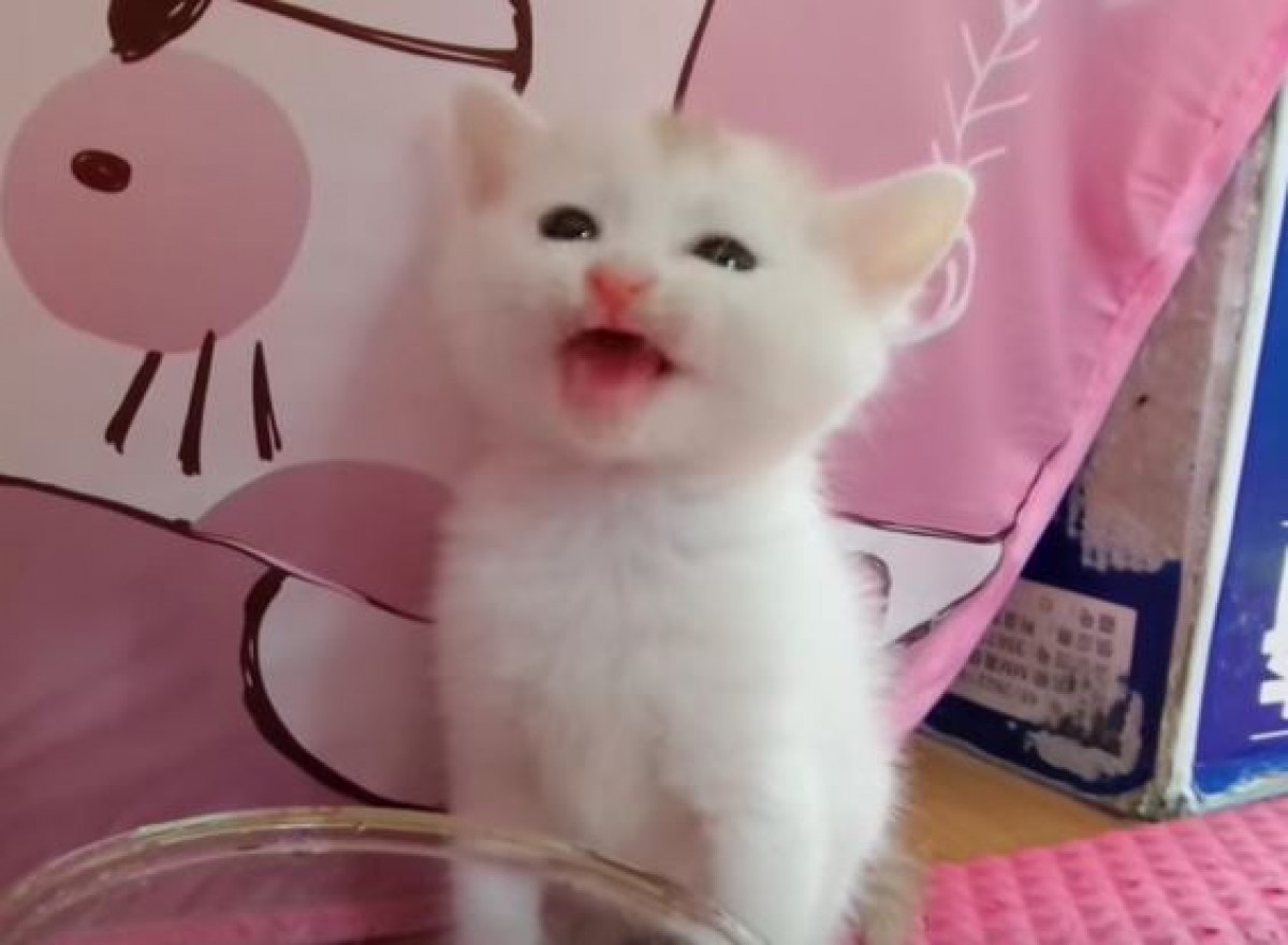 器用に水を飲む子ねこ・ベン