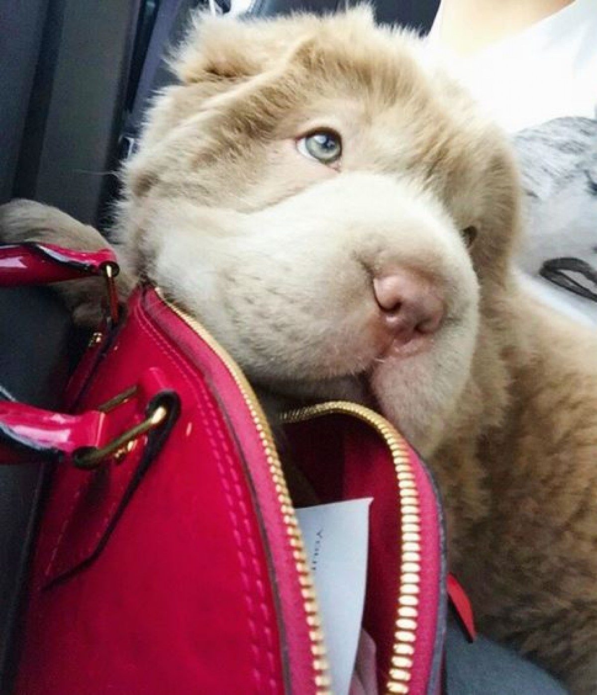 クマ顔のワンちゃんが大人気！「クマの血が流れているのでは」憶測を飼い主が否定