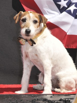 映画『アーティスト』の名犬アギー、天国へ