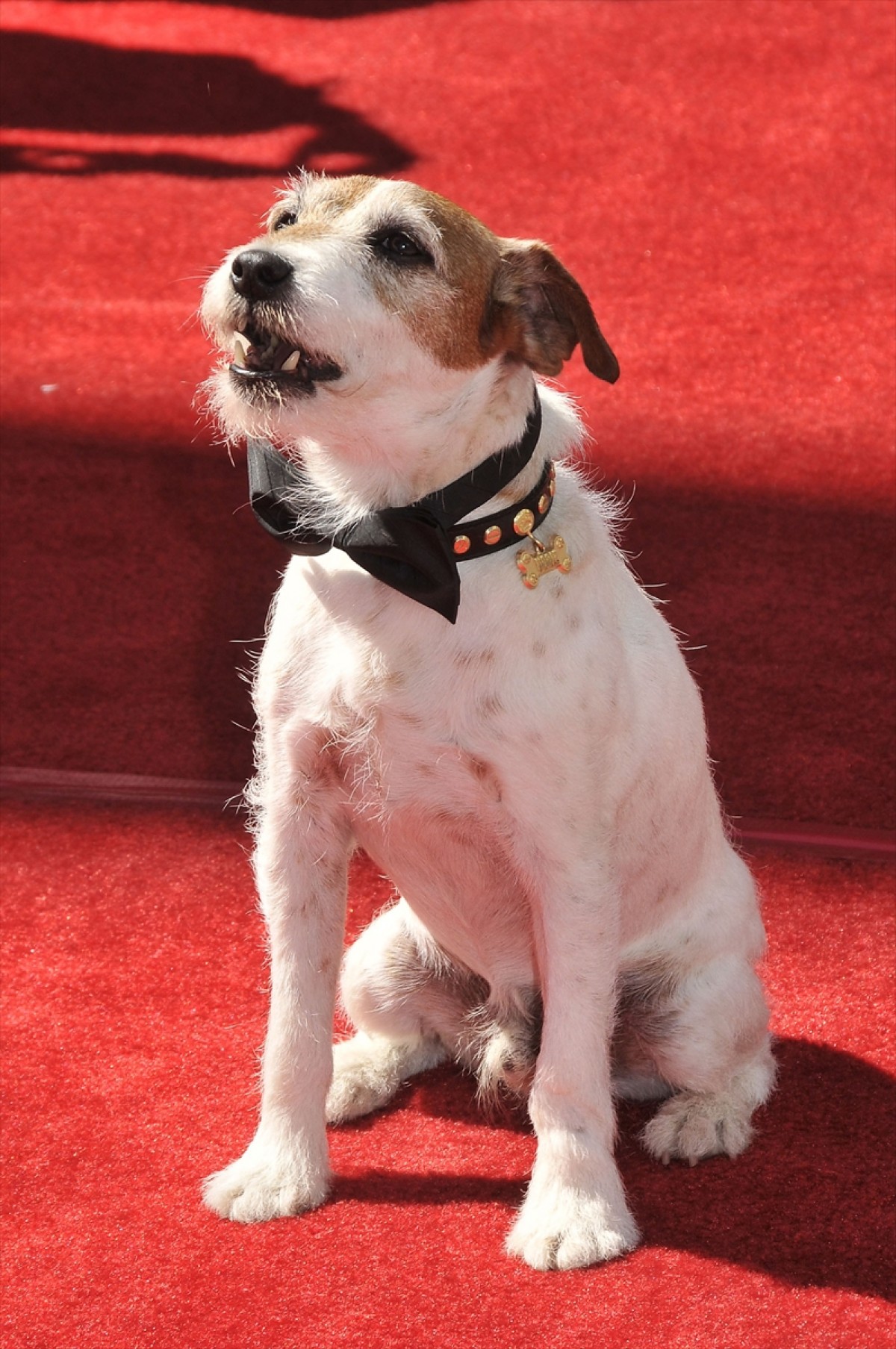 映画『アーティスト』の名犬アギー、天国へ  