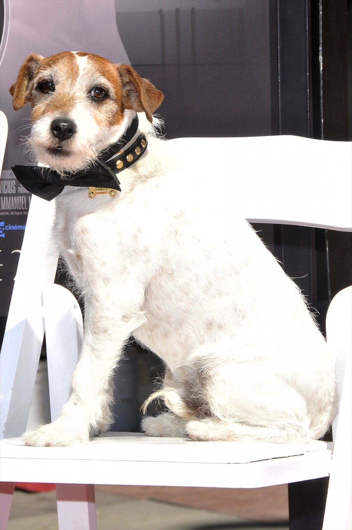 映画『アーティスト』の名犬アギー、天国へ  