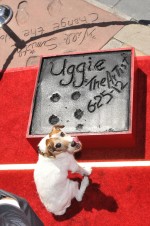 映画『アーティスト』の名犬アギー