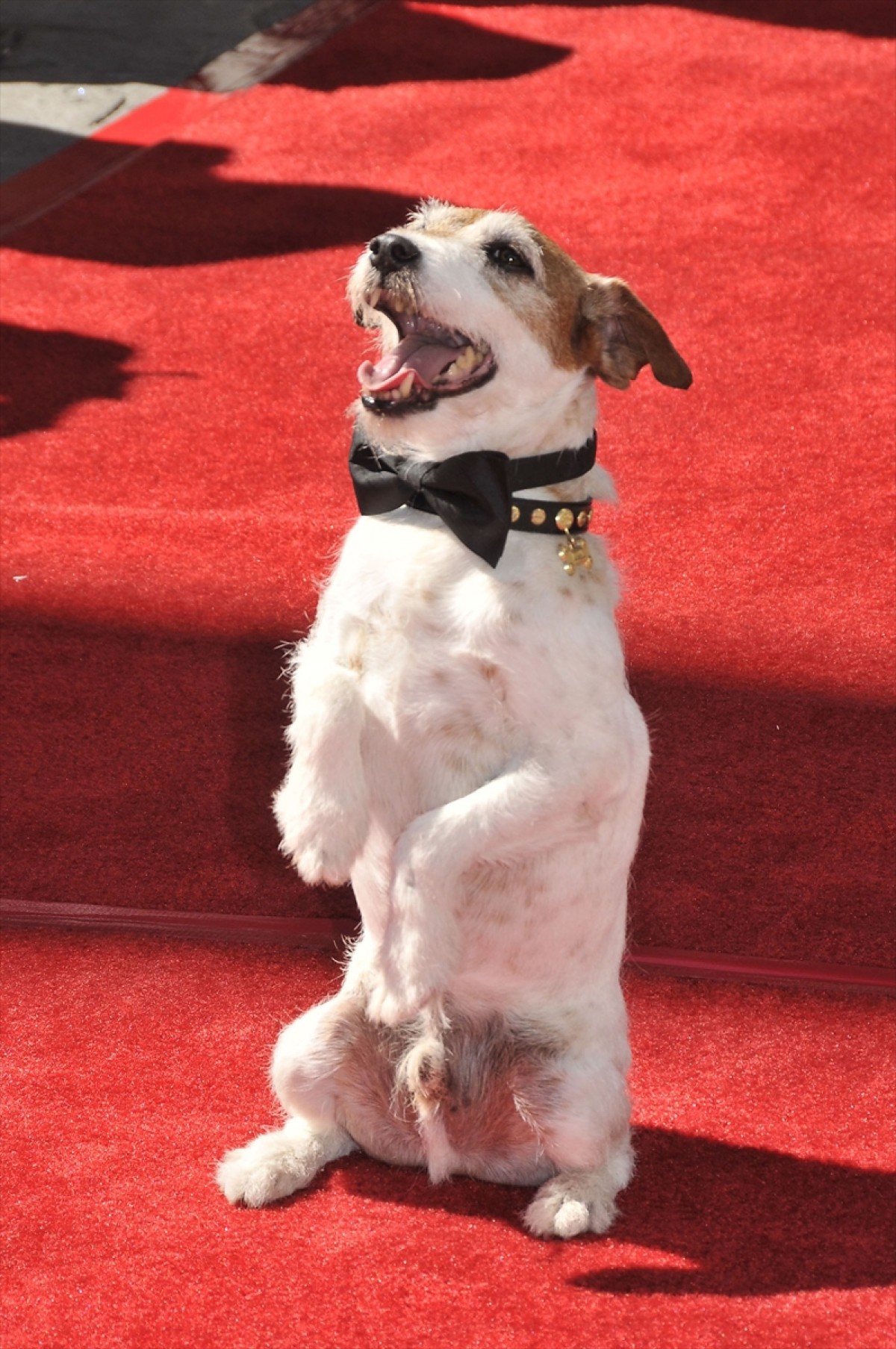 映画『アーティスト』の名犬アギー、天国へ  