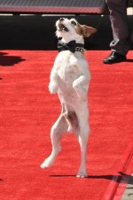 映画『アーティスト』の名犬アギー