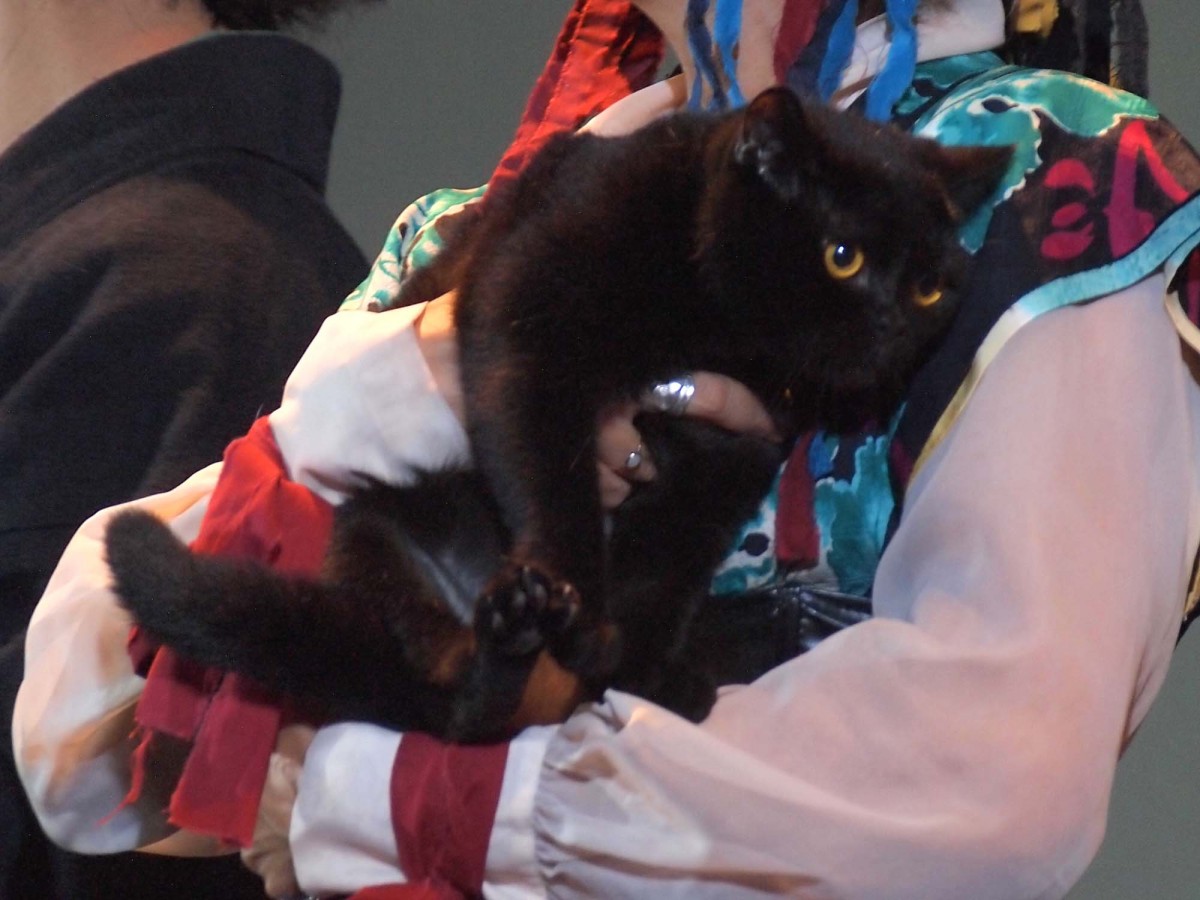 『猫侍』北村一輝、LiLiCoに壁ドン　人気猫・あなごがヤキモチ