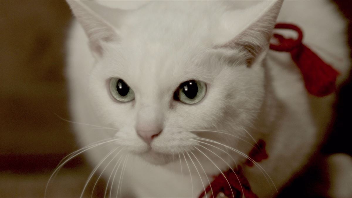 『猫侍 SEASON2』主題歌、初のCD化！久太郎＆玉之丞登場のロックなPV解禁