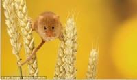麦の穂によじ登るネズミを激写！