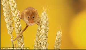 小麦の間からこんにちは！ 麦の穂によじ登るネズミが激カワ