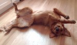 ゴールデンレトリーバーが帰宅の遅い飼い主に抗議！ 絶妙に上手い“死んだフリ”を披露