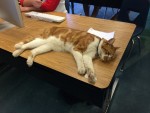 学校が大好きなねこバッバ