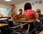 学校が大好きなねこバッバ