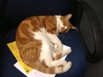 学校が大好きなねこバッバ