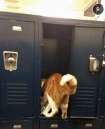 学校が大好きなねこバッバ