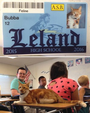 ネコ、学校にまっしぐら!? 授業に参加し続けて、学生IDを取得