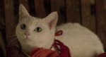 『猫侍 南の島へ行く』予告編より初公開ショット