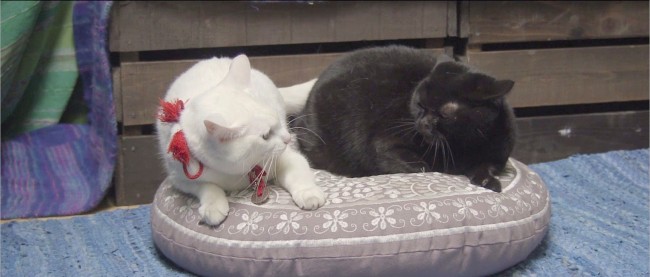 『猫侍 南の島へ行く』白猫・玉之丞に恋の予感?
