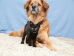 優しい犬のブーツと子ねこ