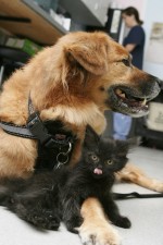 優しい犬のブーツと子ねこ