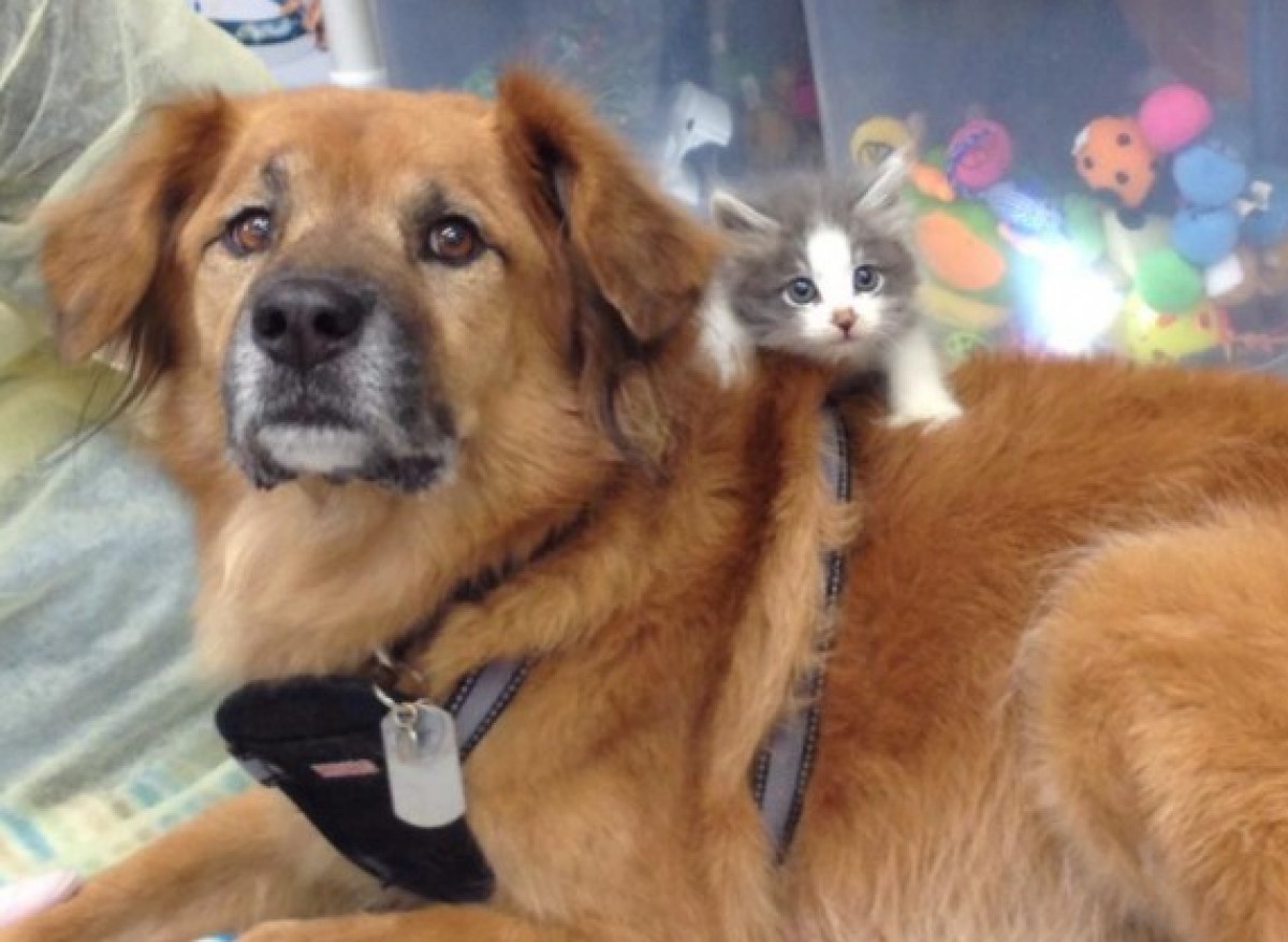 優しい犬のブーツと子ねこ