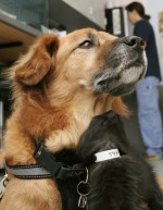 優しい犬のブーツと子ねこ