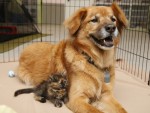 優しい犬のブーツと子ねこ