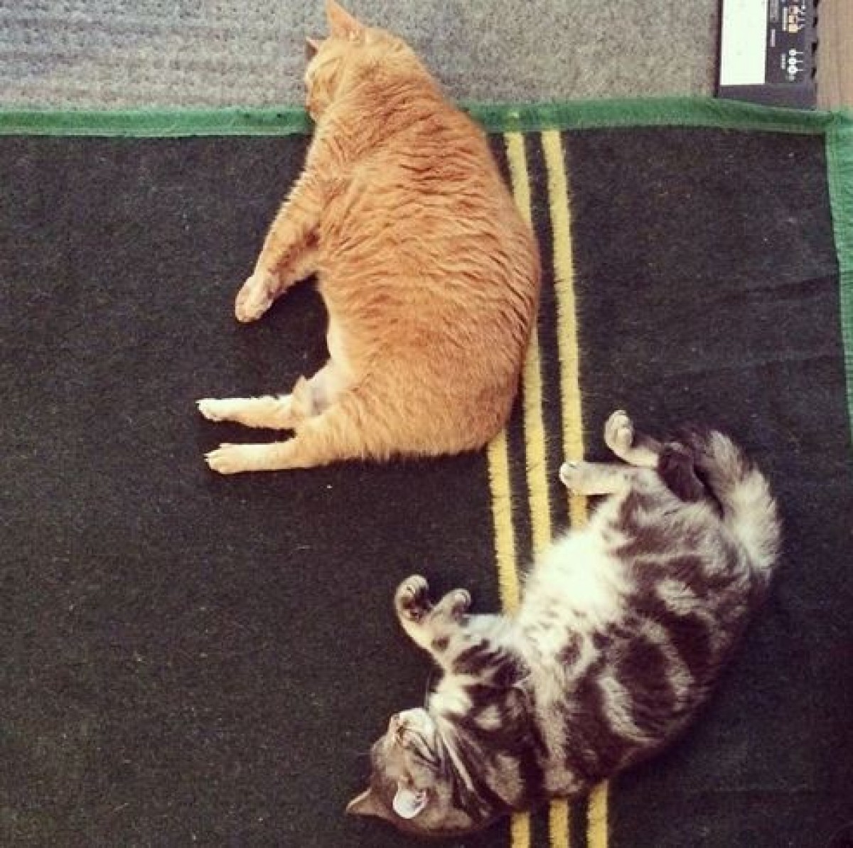 ねこ