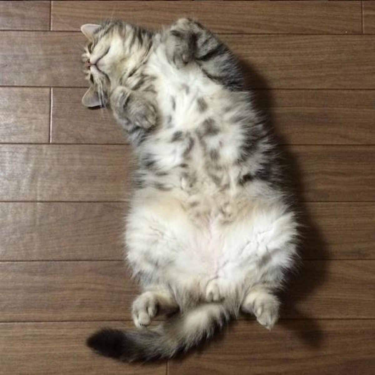 大人気ねこ “なごむ” と “きなこ” 写真集発売！水川あさみも大絶賛の2匹