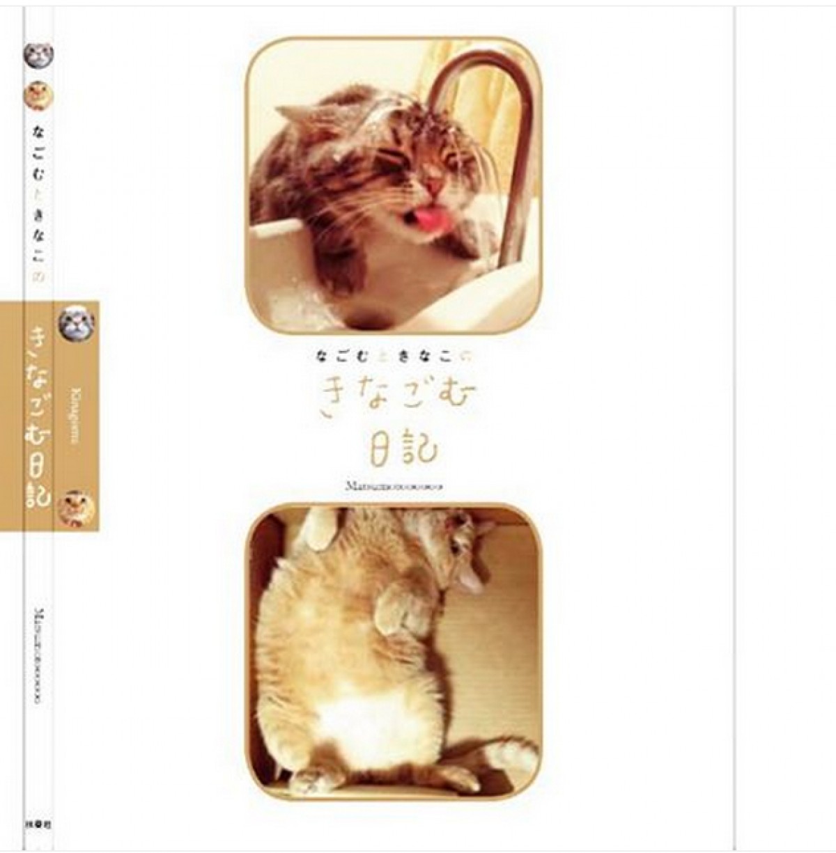 大人気ねこ “なごむ” と “きなこ” 写真集発売！水川あさみも大絶賛の2匹