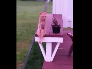 ＜動画＞これは進化!? 人間みたいに座るネコが激カワ