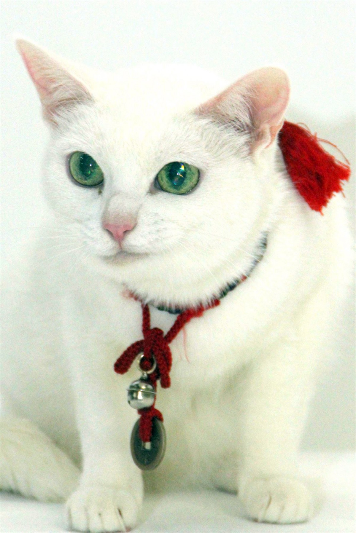 北村一輝「『猫侍』は手作りにこだわる」　オススメは“猫の寝床”を作るシーン