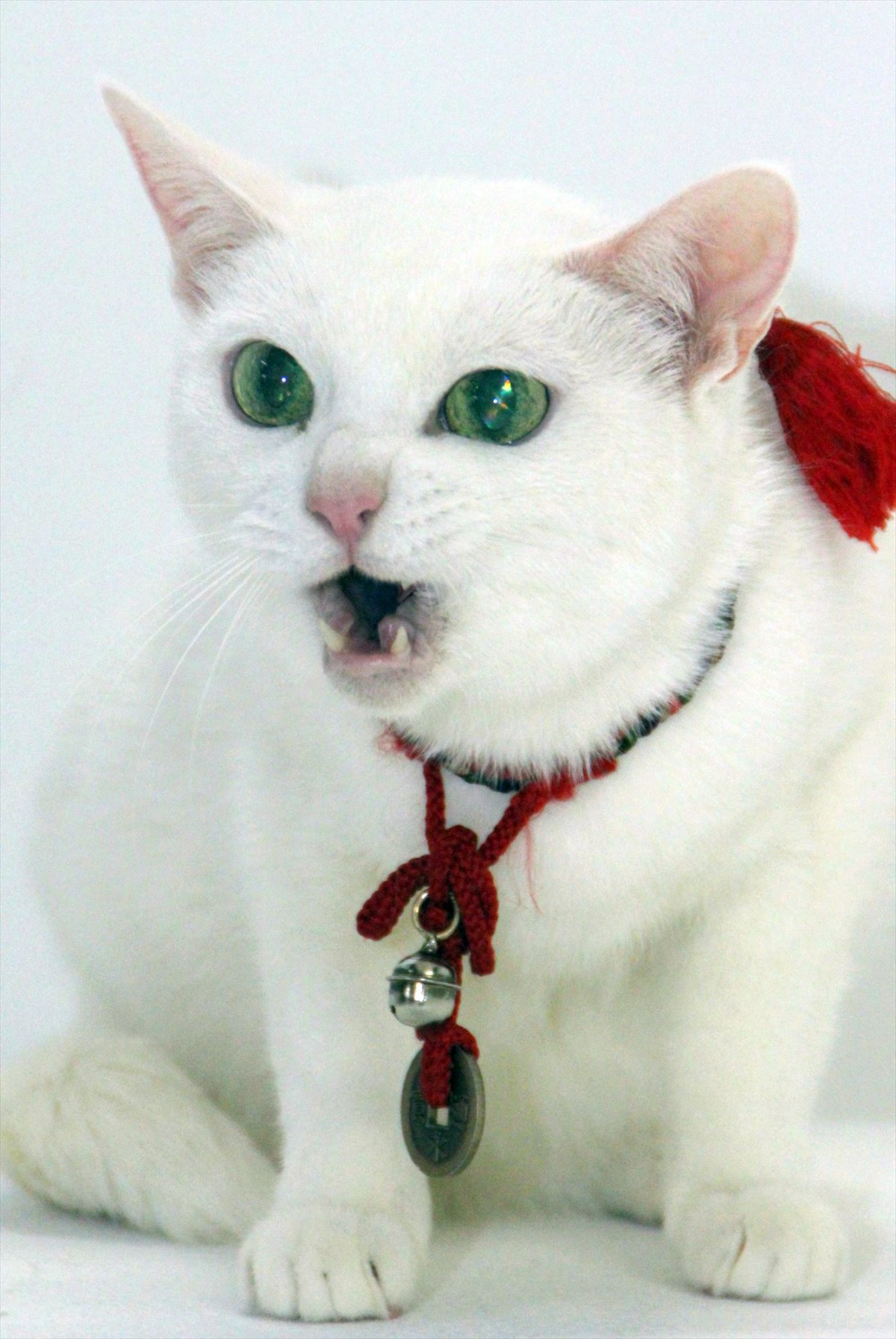 北村一輝「『猫侍』は手作りにこだわる」　オススメは“猫の寝床”を作るシーン