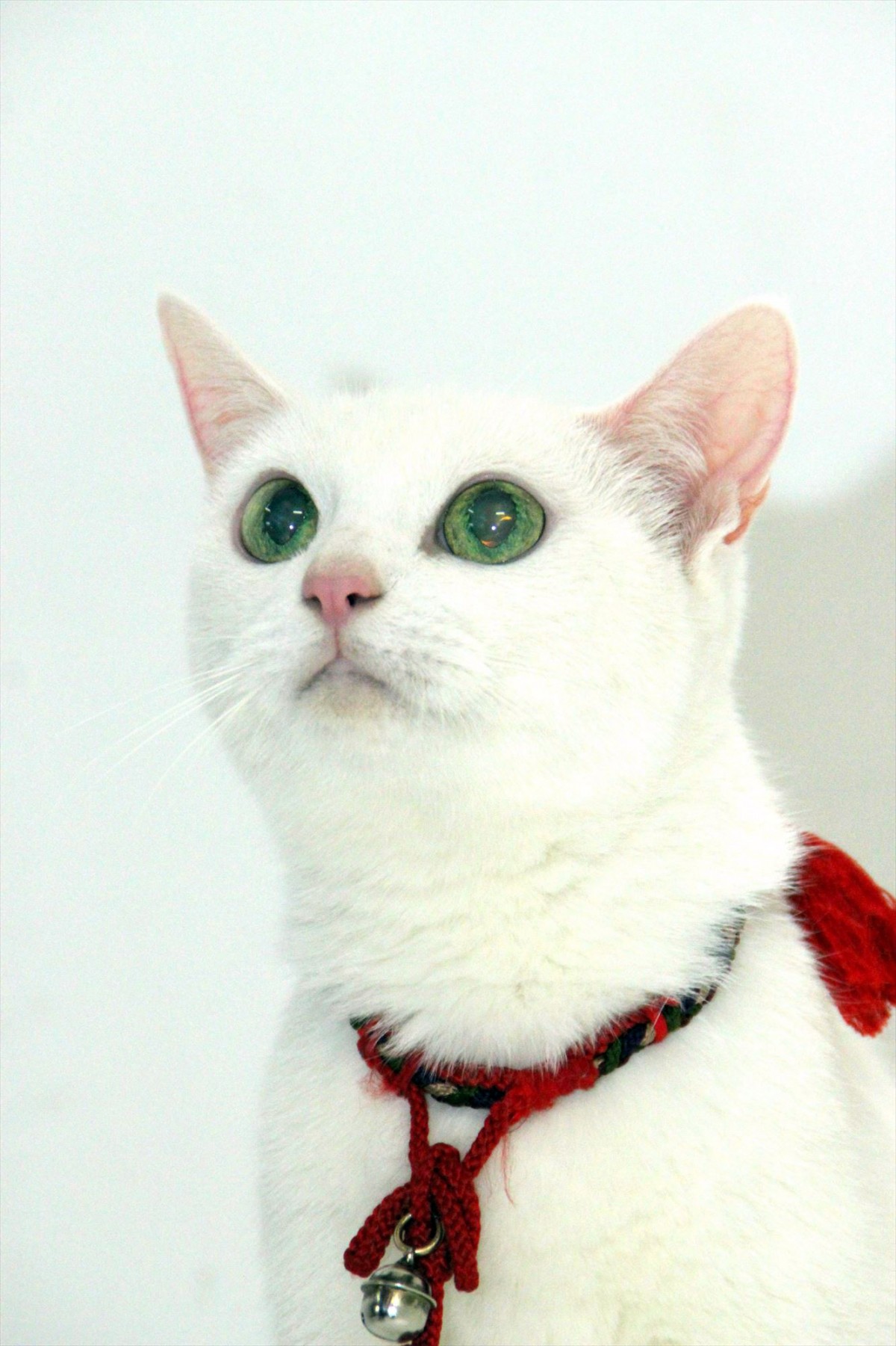 北村一輝「『猫侍』は手作りにこだわる」　オススメは“猫の寝床”を作るシーン