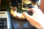 ＜萌え動画＞デスクワークに子イタチ乱入！じゃれすぎて仕事にならない