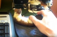 仕事なんてしないでもっとかまって～！