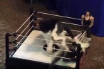 ＜動画＞子猫がリングでキャットファイト、キック＆パンチに場外乱闘も炸裂