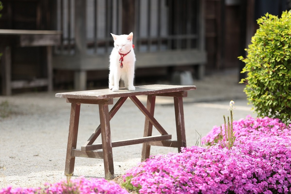 大ヒット『猫侍』厳選萌え写真公開！“猫をかわいく撮る3ヵ条”も伝授